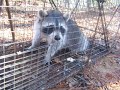 When Animals Attack Raccoon mauls Alabama boy When Animals Attack Raccoon mauls Alabama boy