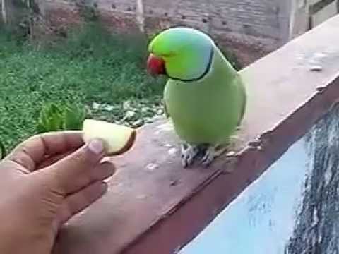 how to train indian parrot
