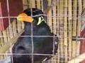 Indian Myna #1