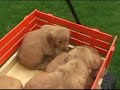 Cute Golden Retriever Puppies for sale