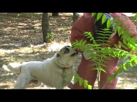 asian dog fight