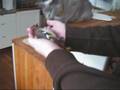 videos de Burmorna möter fågel