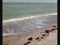 Sanibel 2007