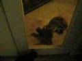 I CAN HAS INTERSPECIES FRIEND? (Part 1)