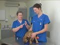 Watch the Puppy Vaccination Video