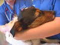 Watch the Puppy Vaccination Video