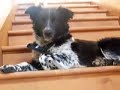 Captured Feral Border Collies Begin Socialization