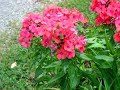 Hummingbird Moth - Hemaris thysbe Enjoying Flowers Hummingbird Moth - Hemaris thysbe Enjoying Flowers