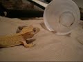 Stucky The Crested Gecko Chowing Down!