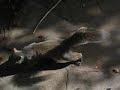 A neighbourly squirrel...or two