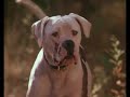 Homeward Bound Tribute