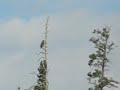 Bald Eagles on Wildife Tour by Pontoon Boat in Canada