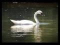 On Golden Pond