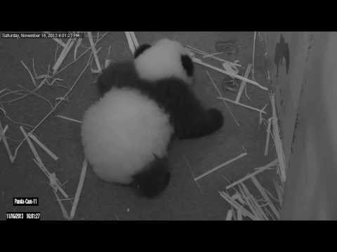 Giant Panda Cub's First Steps