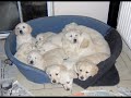 Puppies 07