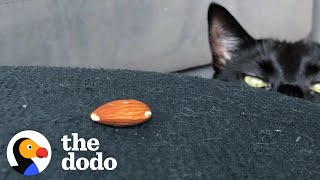 Very 'Scary' Cat Is Obsessed With A Tiny Almond | The Dodo Cat Crazy