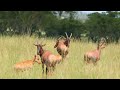 Vakantie Uganda 2011 - deel 2.wmv