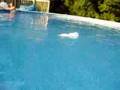 Rosie-the-swimming-r