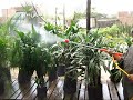 Mantenimiento de plantas