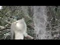 Night Heron - Greenfield Lake Eco Tours