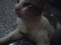 Rawie