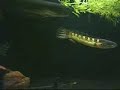 240 Gallon Monsters Tank - MonsterFishKeepers.com