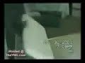 video-gag-avec-des-chat-2.html
