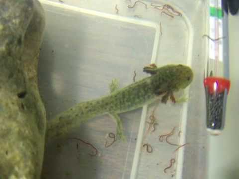 how to make axolotl gills grow