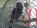 Zu, Hyacinth macaw