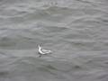 videos de grey phalarope