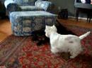 Addie and Henry Playing