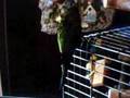 MY DUSKY CONURE POOPING ON COMMAND