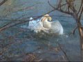 Swans fighting, Ross-on-Wye (please read about this video)