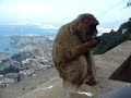 barbary apes in gibraltar