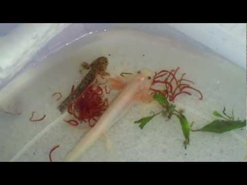 how to make axolotl gills grow