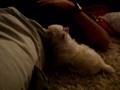 videos de Chelsea