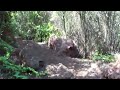 Mishe Mokwa Trail Counterclockwise - 2 Mishe Mokwa Trail Counterclockwise - 2