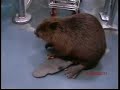 beaver.html