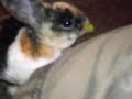 Mi PeKe�a KaMiLa