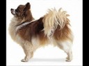 My Favorite Dog Breeds Ep. 1, Chihuahuas My Favorite Dog Breeds Ep. 1, Chihuahuas