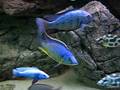 Malawi cichlids tank