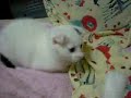 Really Cute Small White Kitten Cat Playing
