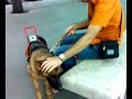 Cane da Guida per Ciechi - Pupa cerca una panchina ad Oronzo