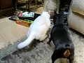 Lexi - The Cat Humping Dog