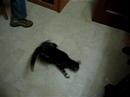 mi gato con nueces en los pies. 2