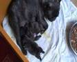 Unsere Französischen Bulldoggen und Rottweiler