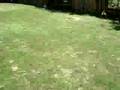 Basenji video