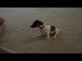 Tuffer the Jack Russell is a good boy