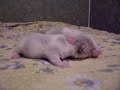 newborn-kittens.html