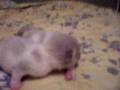 Newborn kittens